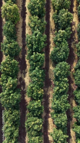 Avocado Groves in Sunlit Countryside in Portugal