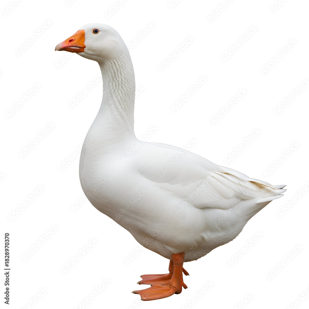 Fototapeta premium White Goose Standing Isolated on White Background