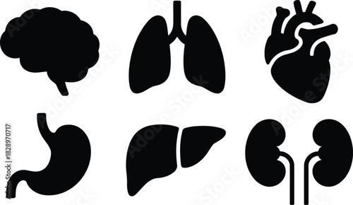 Black silhouettes of various vital human internal organs displayed on a clear white scientific background