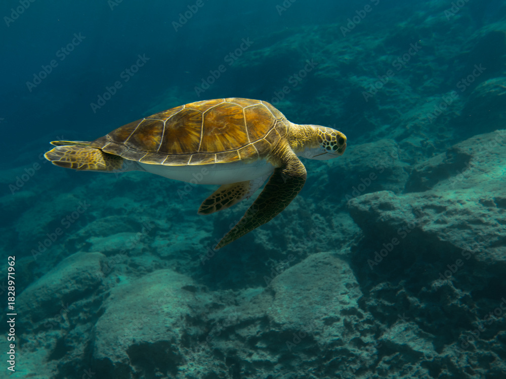 Fototapeta premium Green sea turtle from Cyprus