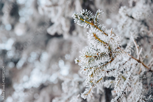 Close-up of a pine or fir branch covered with thick white frost and hoarfrost against a soft, blurred winter background.