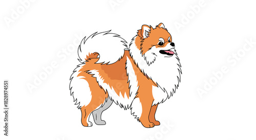 Adorable cartoon illustration of a fluffy orange and white Pomeranian dog standing in a show pose on a white background.