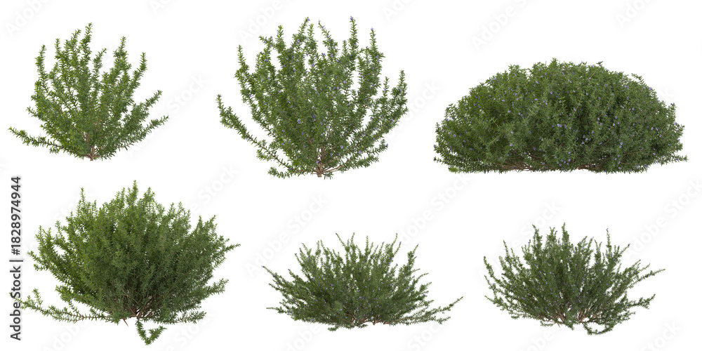 Fototapeta premium Collection of Rosemary tree on transparent background