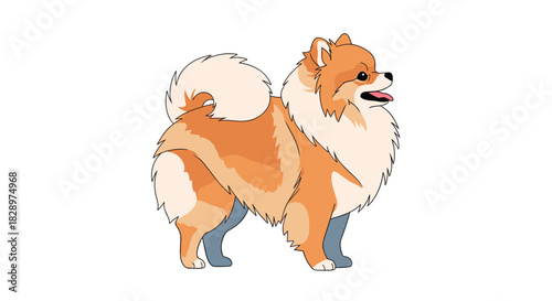 An adorable and fluffy orange Pomeranian dog is standing happily with its tongue out in a cute and playful vector illustration.