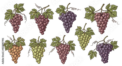 Large collection of colorful vintage-style grape bunches including red green and purple varieties with leaves and vines.