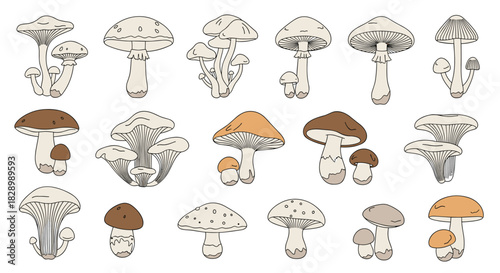 A large collection of various forest mushrooms illustrated in a hand-drawn doodle style with muted colors isolated on a white background.