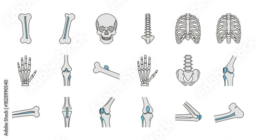 Human Bones Anatomy - Skull, Rib Cage, Spine, and Limbs.