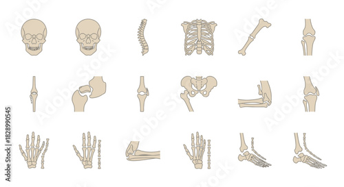 Human Skeletal System - Anatomical Bone Structure Illustration.