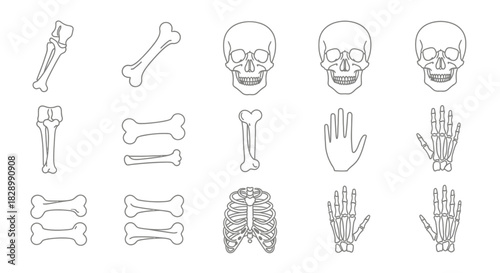 Human Skeleton Anatomy - Skull, Bones, Rib Cage, and Hand.