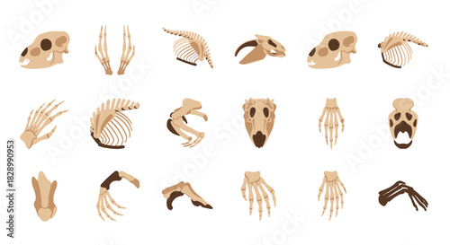 Skeletal Remains - A Collection of Animal Bones and Skulls.