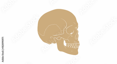 Skull Illustration in Tan on White Background.