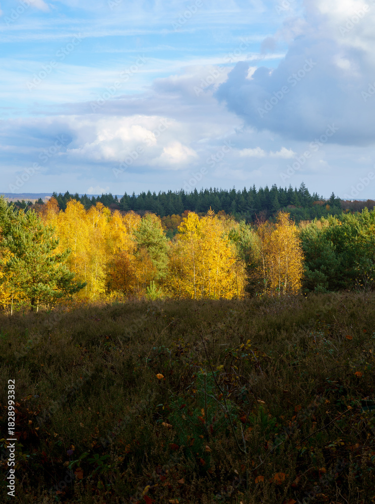 Fototapeta premium The Kwintelooyen nature reserve in Rhenen is ablaze with beautiful autumn colors, where a strip of bright yellow trees contrasts sharply with the dark foreground and the evergreen forest behind it. 