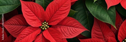 Macro view of a vibrant red poinsettia flower poinsettia with dark green leaves, a classic symbol of Christmas and holiday nature. Conveys warmth, festive color, and holiday tradition. 