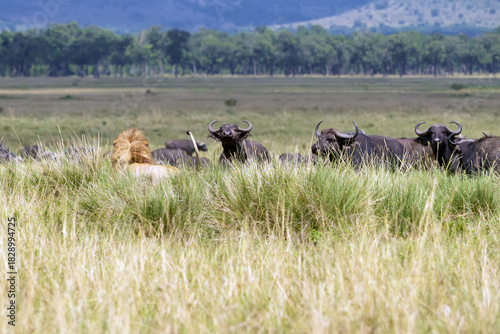 The lion (Panthera leo) a large male with a fair mane and a herd of Kafer buffaloes.