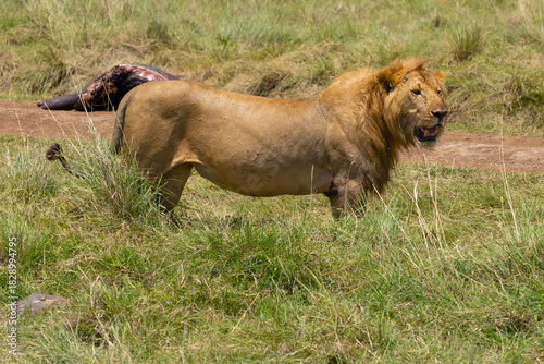 The lion (Panthera leo) a large male with a light mane and a killed hippopotamus. A typical situation from the Masai Mara.
