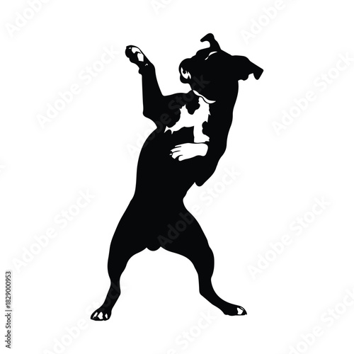Playful boston terrier dog silhouette dancing on hind legs, lively expression Vector, illustration