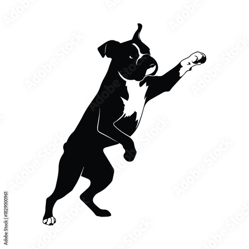 Dynamic boxer dog silhouette standing on hind legs with paw raised, vector art Vector, illustration
