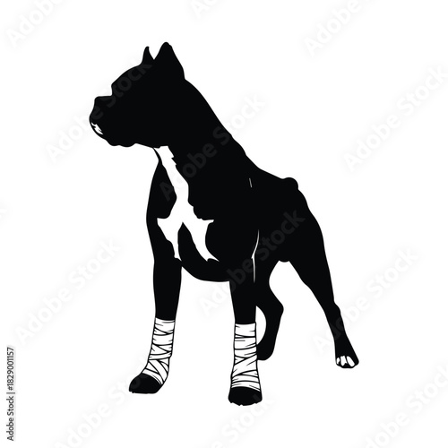 Powerful pit bull dog silhouette with fighter's wrapped paws on white. Vector, illustration