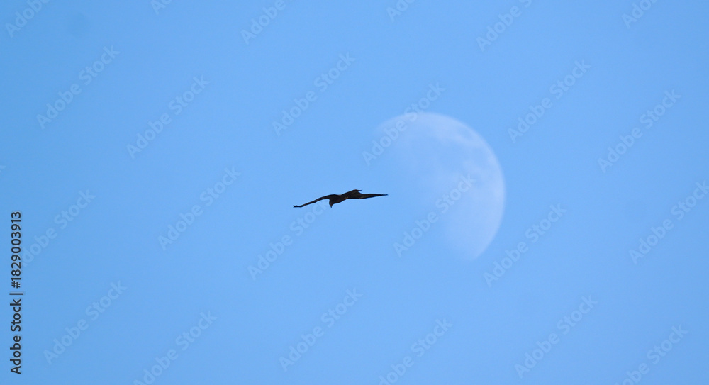 Obraz premium Black Kite (Milvus migrans) in Flight Against Bright Sky – Soaring Black Kite Bird with Moon Visible in Background