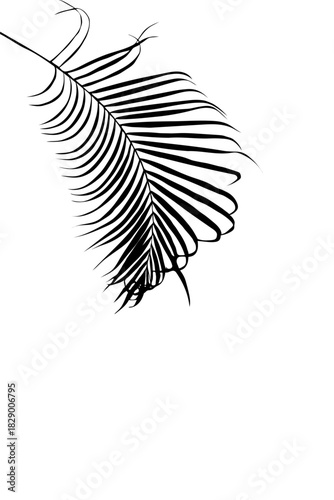 Black shadow of palm leaves for decoration.