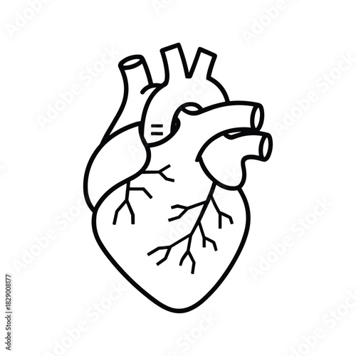 Anatomical heart illustration for medical design, perfect for presentations and educational materials, health awareness campaigns and diagrams for cardiologists