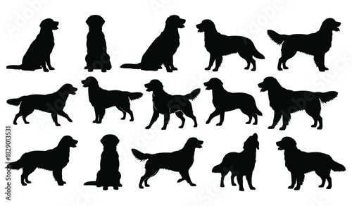 Golden retriever dog silhouettes in various poses on white background Vector