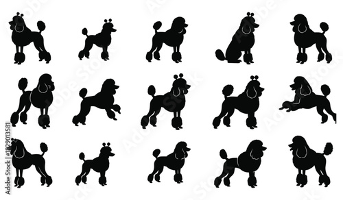 Set of diverse poodle silhouettes in various poses, dog breed vector icons Vector