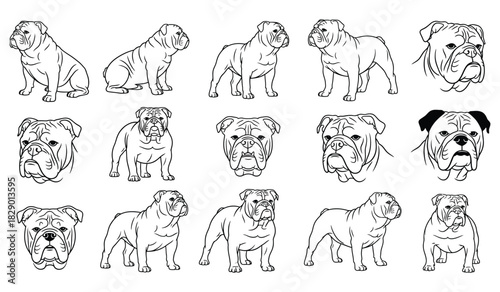 Bulldog breeds vector set line art collection different poses and expressions Vector