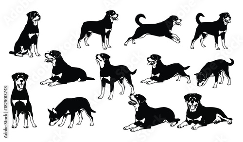 Rottweiler dog silhouettes in multiple poses; domestic animal graphic art Vector