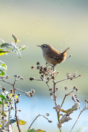 Photography Wren (Troglodytes troglodytes) common in European gardens hedges and woodland