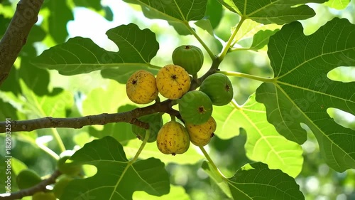 Close up of figs on a tree branch with green leaves in sunlight.