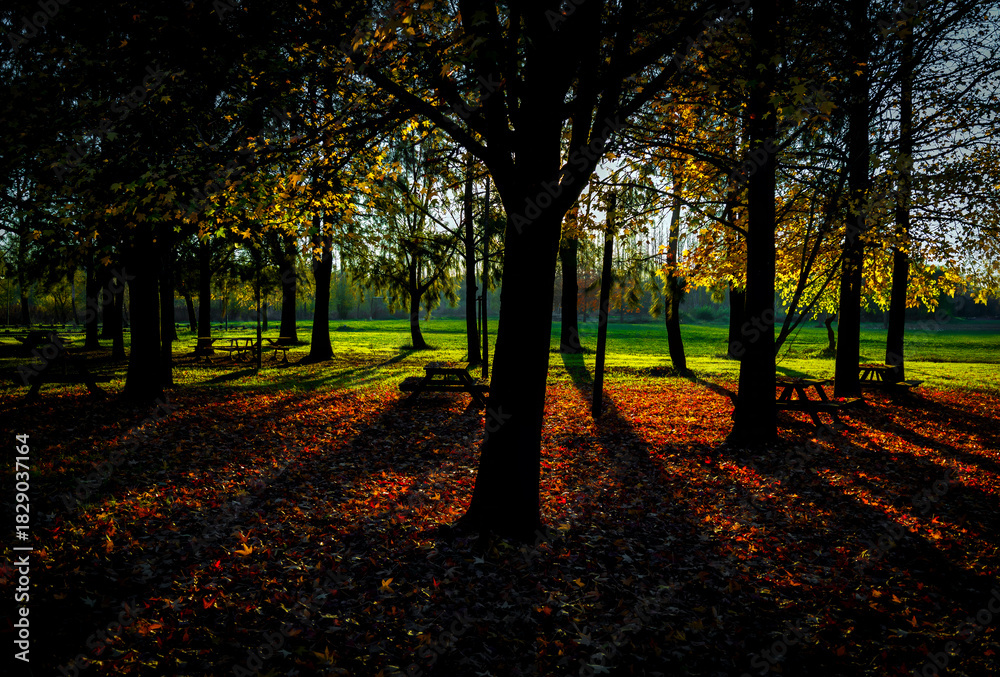 Fototapeta premium autumn in the park