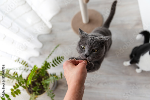 A person feeding a treat to a grey cat indoors