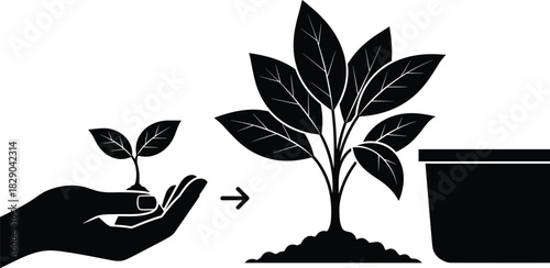 Plant growth concept showing small seedling in hand transforming into mature plant with pot, symbolizing nurturing, agriculture, sustainability and ecological development