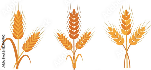 Three golden wheat stalks illustrated against a clean white background
