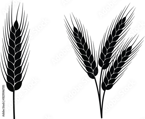 Black and white illustration of wheat stalks and grain heads