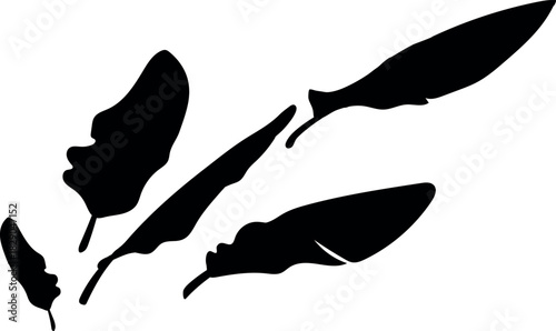 Black silhouette of leaves of a banana tree isolated on white background