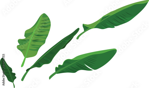 Green leaves of a banana tree isolated on white background	