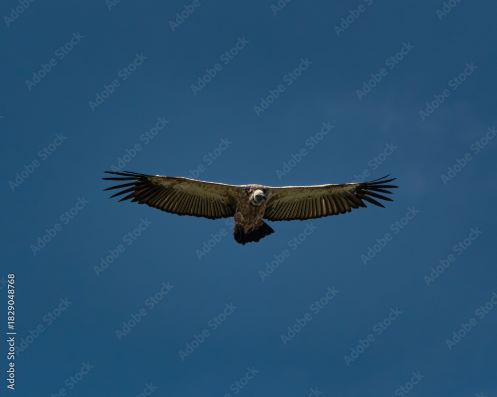 Obraz premium Several vultures gathered closely while feeding on a carcass hidden in tall green grass, captured in a raw and natural moment of scavenging behavior. This powerful wildlife scene illustrates the