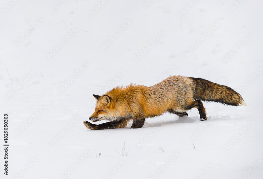 Fototapeta premium Red Fox (Vulpes vulpes) Runs Left Paw Outstretched