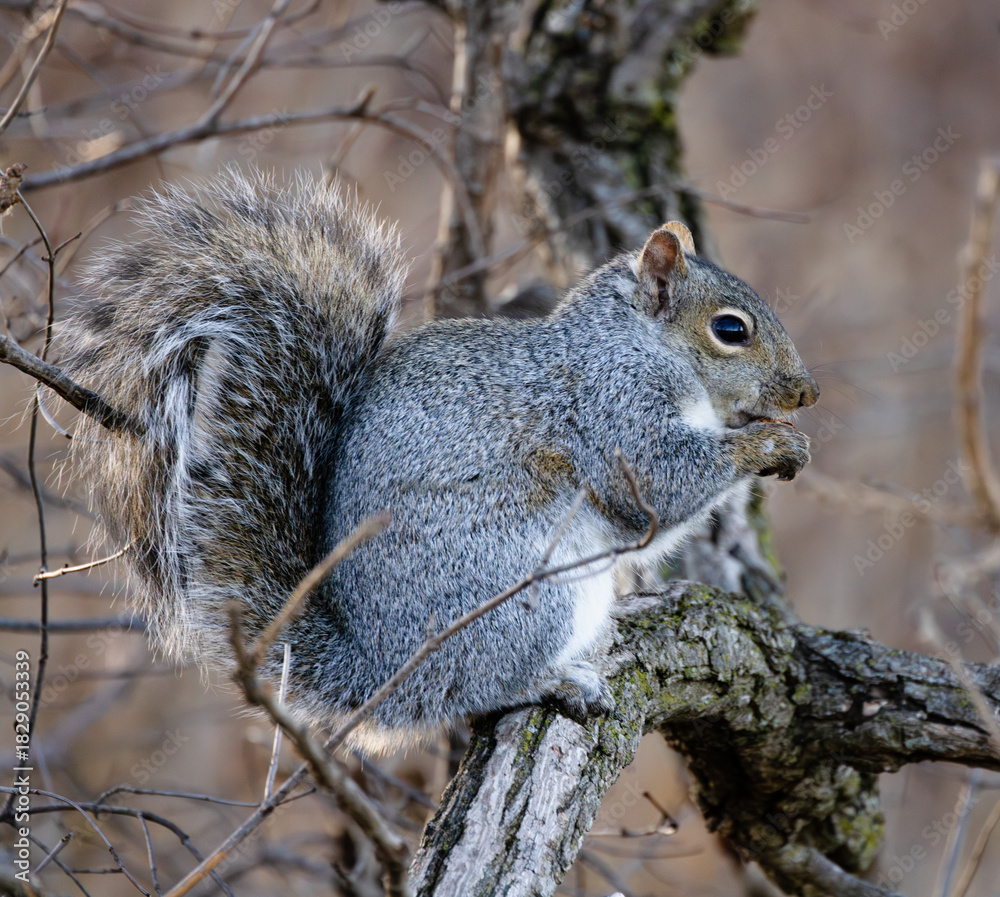 Obraz premium astern Gray Squirrel (Sciurus carolinensis) Eating a Nut on a Bare Winter Tree