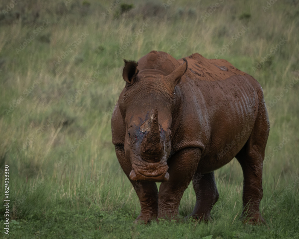 Fototapeta premium Large rhinoceros coated in mud grazing peacefully on green grass in a wild savanna environment. This powerful wildlife image highlights themes of strength, conservation, and natural behavior. Ideal