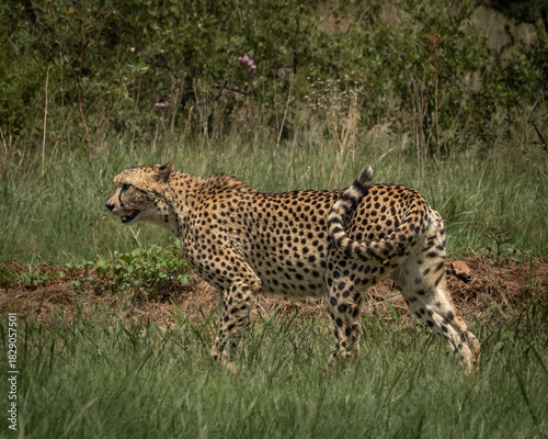 Wild cheetah lying in green grass next to a partially eaten carcass, alert and scanning the surroundings. This intense wildlife moment captures predator behavior in its natural habitat, ideal for use