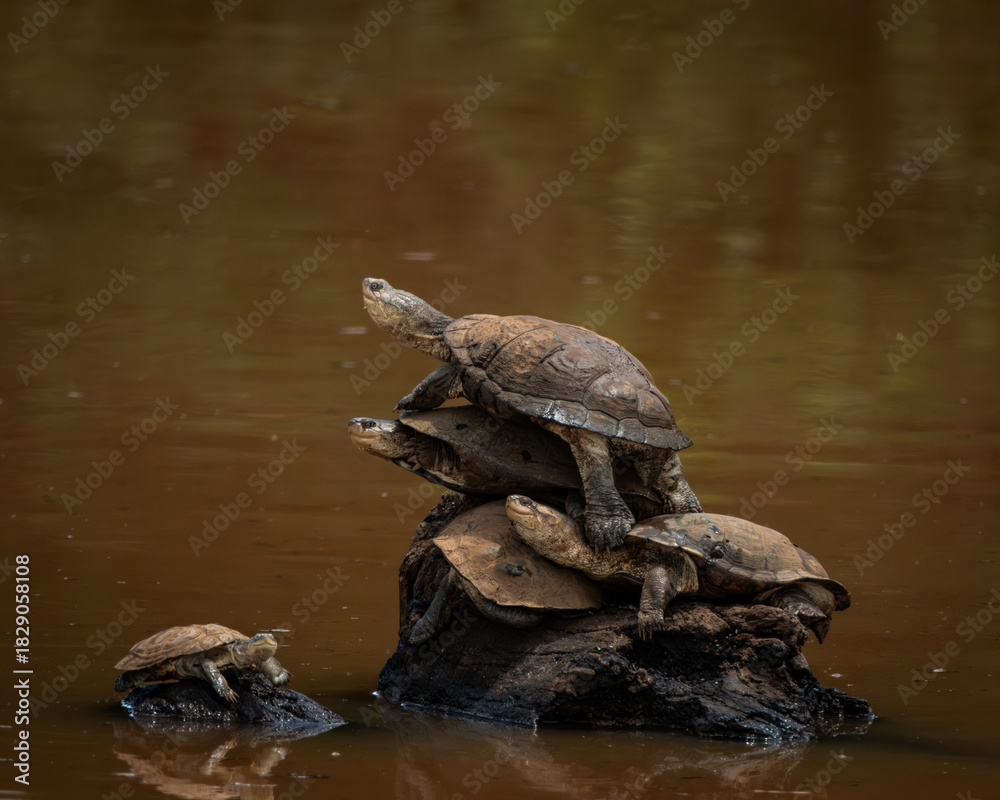 Obraz premium Cluster of turtles resting on a partially submerged log in brown, still water, with one turtle climbing and another approaching from the side. This peaceful yet dynamic wildlife scene showcases
