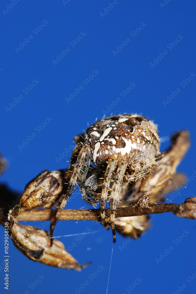 Fototapeta premium spider on a leaf