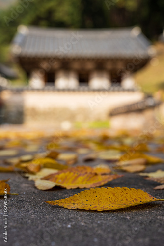 Autumn Fallen Leaves before Traditional Korean Architecture