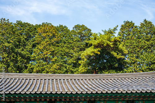 Traditional Korean Tiled Roof beneath Evergreen Forest Canopy