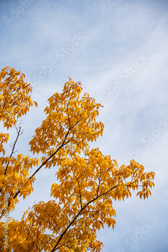 Golden Autumn Leaves Against Soft Blue Sky Background