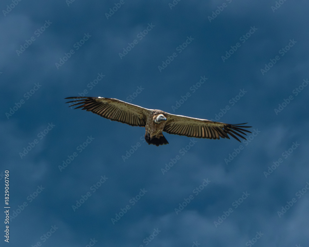 Obraz premium Several vultures gathered closely while feeding on a carcass hidden in tall green grass, captured in a raw and natural moment of scavenging behavior. This powerful wildlife scene illustrates the