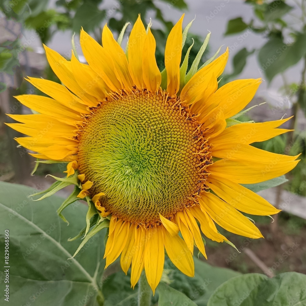 Obraz premium Golden Sunburst Bloom